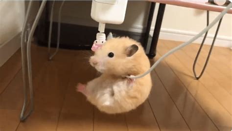 hamster video porno